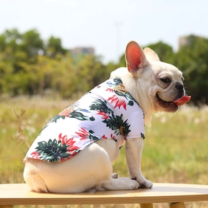 Close-up of tropical pineapple dog shirt on a French Bulldog for summer vacation style