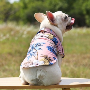 Close-up of pink pineapple print summer shirt on a white French Bulldog dog