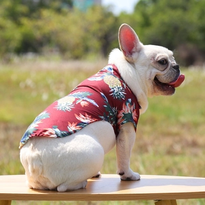 French Bulldog wearing a tropical red pineapple summer shirt on a wooden stool