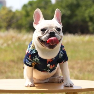Detail of French Bulldog wearing a navy Hawaiian shirt with pineapple and floral prints