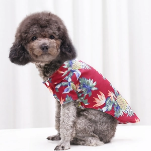 Close-up of a small poodle wearing a red tropical pineapple Hawaiian pet dog shirt