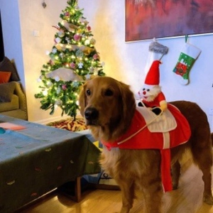 Golden Retriever φοράει εορταστική χριστουγεννιάτικη στολή Άγιου Βασίλη με κόκκινο βελούδο