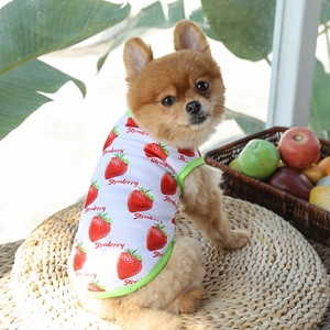 Perro Pomerania con chaleco transpirable de estampado de fresas en estera tejida