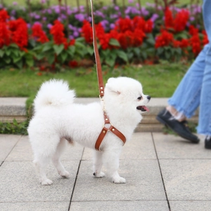 Close-up of brown leather dog harness and leash set with gold metal hardware on Pomeranian
