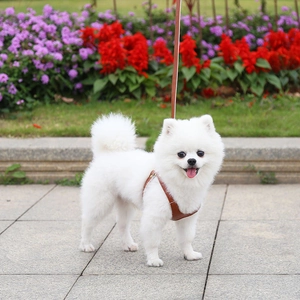 Brown leather dog harness and leash set shown on a white Pomeranian in an outdoor park