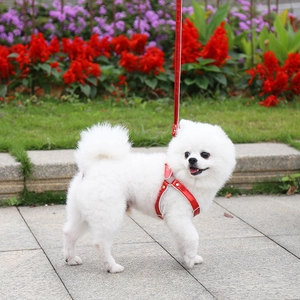 Outdoor view of a white Pomeranian dog wearing a glossy red leather harness and leash set
