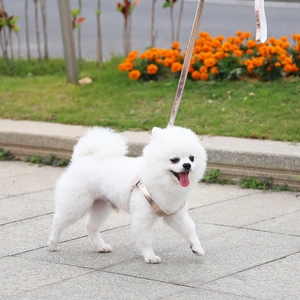 Outdoor shot of a small dog wearing a metallic rose gold harness and leash set