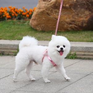 Pink metallic leather pet harness and leash set on a white Pomeranian outdoors