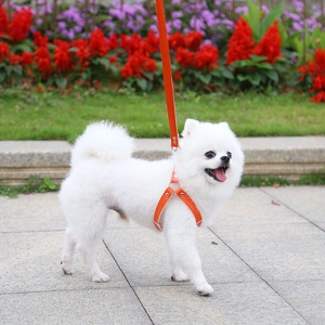 Vibrant orange leather dog harness and leash set worn by a Pomeranian in a garden