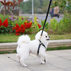 Outdoor close-up of a white Pomeranian wearing a black leather dog harness with gold buckles