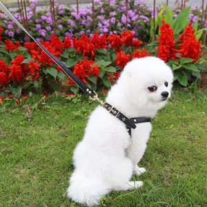 Detailed view of a black leather dog harness with gold metal hardware on a white Pomeranian