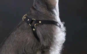 Close-up of a grey Schnauzer wearing a black leather pet harness with gold metal buckles