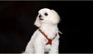 Detail of premium brown leather dog harness with white stitching on a Maltese dog