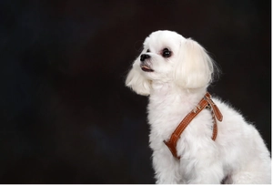 Close-up of brown leather dog harness with white stitching on a small white dog