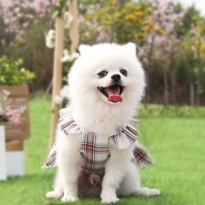 Gros plan d'un Loulou de Poméranie portant une robe à carreaux rouge et bleue dans un parc