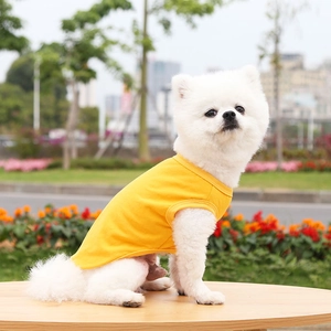 Outdoor shot of a small white dog wearing a bright yellow knitted pet cotton vest