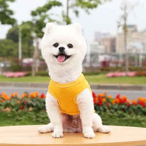 Bright yellow cotton pet vest with fine stitching on a white Pomeranian dog