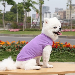 Close-up of a white Pomeranian dog wearing a soft purple knitted cotton pet vest outdoors