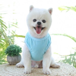 Gros plan d'un gilet pour animal en coton bleu clair respirant porté par un poméranien