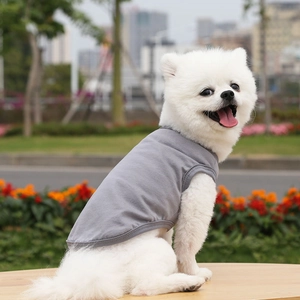 Close-up of a dark grey knit cotton dog vest on a white Pomeranian in a park setting