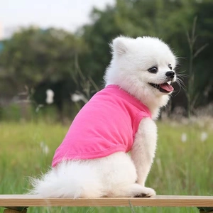 Close-up of a white Pomeranian wearing a vibrant pink sleeveless knit pet vest