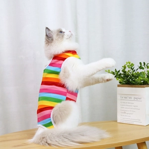 Close-up of rainbow striped pet recovery suit with white edging on a fluffy Ragdoll cat