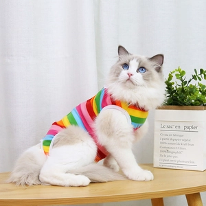 Close-up of rainbow striped pet recovery suit on a cat in a cozy home setting