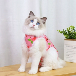 Detailed view of pink strawberry print pet vest on a Ragdoll cat in a cozy home setting