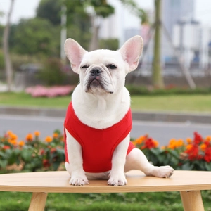 Red cotton pet vest on a white French Bulldog sitting outdoors on a wooden surface