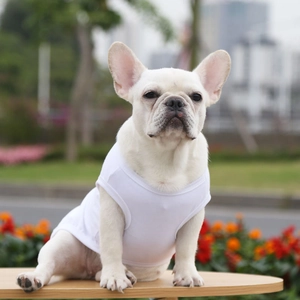 French Bulldog wearing a white cotton pet vest in a park setting, close-up of neck detailing