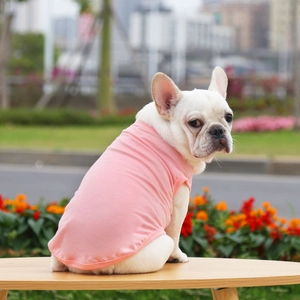 Close-up of pink dog vest on a French Bulldog sitting on a wooden stool outdoors