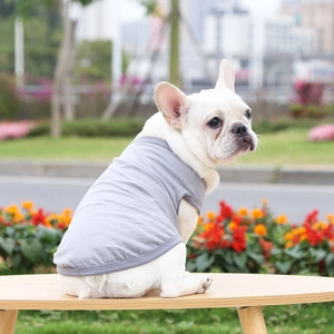 Close-up of light grey knitted pet vest on a white French Bulldog in outdoor setting