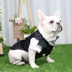 Dettaglio dello smoking per animali con gilet nero e papillon su un bulldog francese