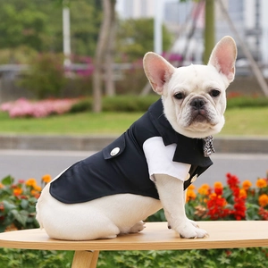 Completo da gentiluomo per animali con gilet nero e papillon a quadri per bulldog francese