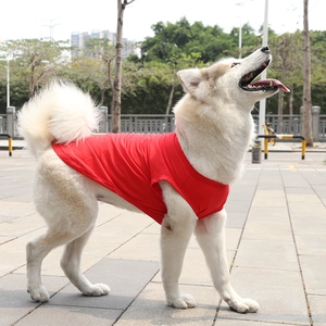 Lightweight red cotton dog vest shown on a Husky in an outdoor urban setting