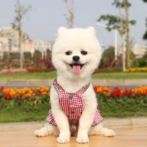 Detail of red gingham pet dress with green buttons on a white Pomeranian outdoors
