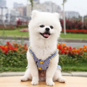 Close-up of a white Pomeranian in a blue checkered dress with yellow floral ruffles