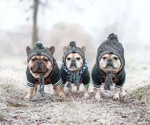Bulldog francese con cappello invernale in maglia e felpa leopardata su erba gelata