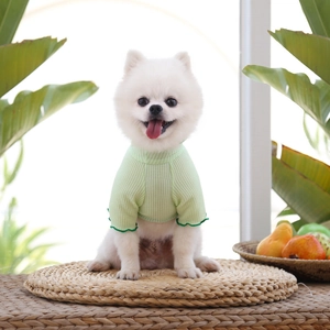 Gros plan d'un petit chien blanc portant un t-shirt gaufré vert clair à bords volantés