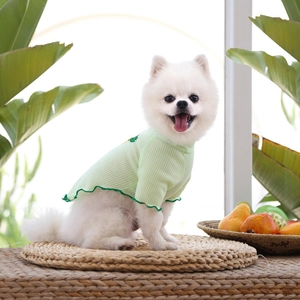 Détail d'un t-shirt gaufré vert clair pour animal avec bords festonnés verts sur un chien