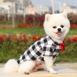 Detail of dog plaid formal shirt with a red bow tie on a small white Pomeranian