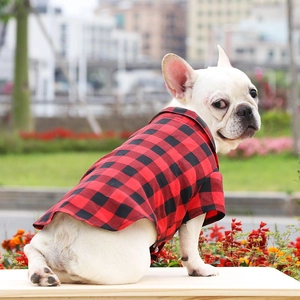 Close-up of red and black buffalo plaid dog shirt with collar on a French Bulldog