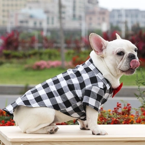 Close-up of black and white plaid dog shirt with red bowtie on a white French Bulldog