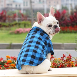 Close-up of blue plaid pet shirt on French Bulldog in an outdoor park setting