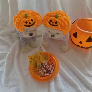 Detail of soft pumpkin hat and striped shirt on small dogs for Halloween costumes