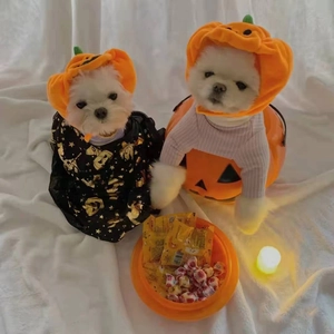 Detail of Halloween pet costumes with pumpkin headpiece and witch dress on small dogs