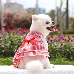 Pomeranian dog wearing a red and white checkered dress with a large bow in a sunny park