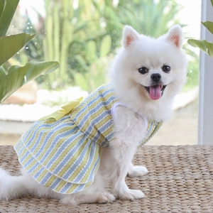 Detail of yellow and blue striped pet dress with double-layered hem and bow on white Pomeranian