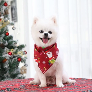 Front view of a white Pomeranian dog wearing a festive red Christmas Santa bandana