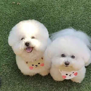 Close-up of knit pet bib with cartoon bear pattern on a white Bichon dog